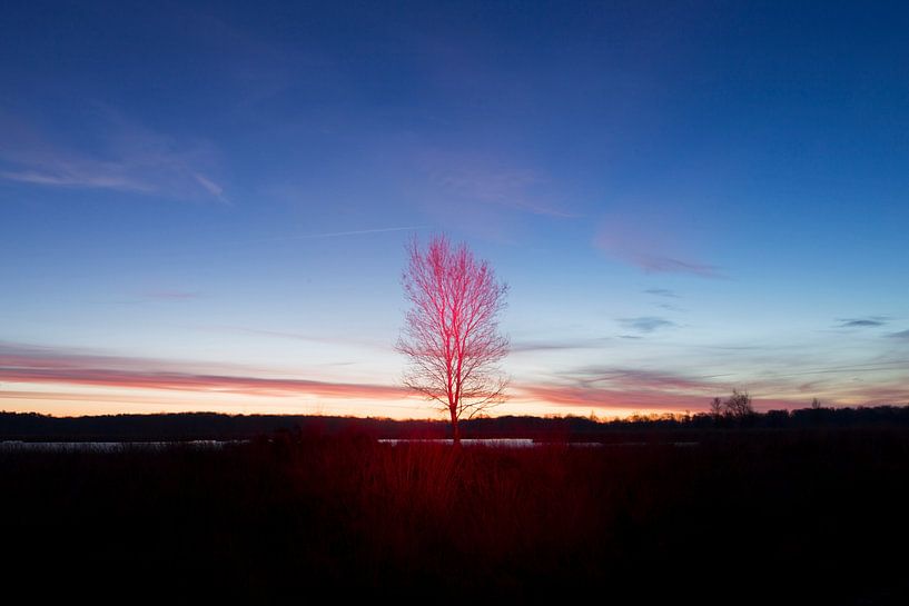 Einsame Birke von Ronald Wilfred Jansen