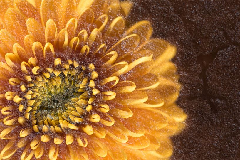 Bloem met structuur van steen in warme kleuren van Lisette Rijkers