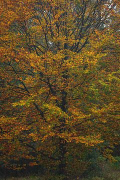 Feest van herfstkleuren. van René Jonkhout