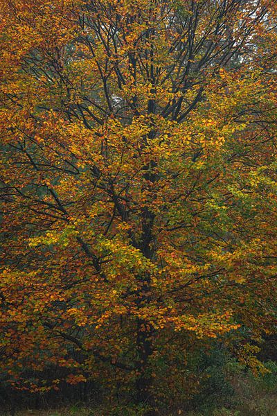Feast of autumn colours. by René Jonkhout