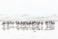 Strandlopertjes