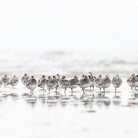 Sanderlings by Judith Borremans