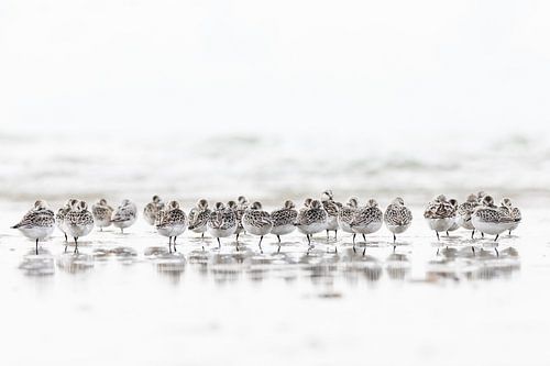 Coureurs de plage sur Judith Borremans