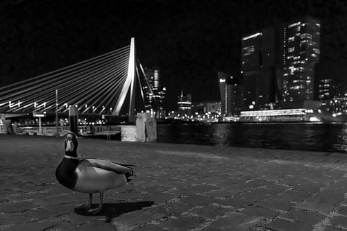 The Duck and the Swan