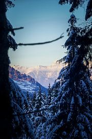 Blick durch den Baumen von studio dewi