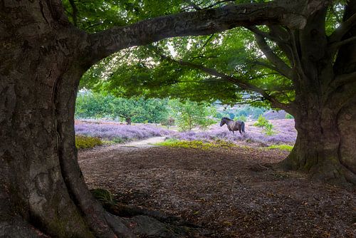 Cheval sur les landes