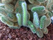 Kamerplant: SciFi Cactus 1-5 van MoArt (Maurice Heuts) thumbnail