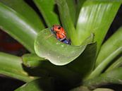 Blauwbroek kikkertje Costa Rica von Daniëlle van der meule Miniaturansicht