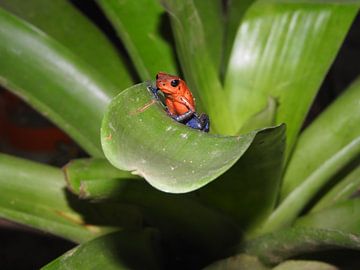 Blauwbroek kikkertje Costa Rica by Daniëlle van der meule