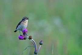 Braunkehlchen Weibchen von Karin Jähne