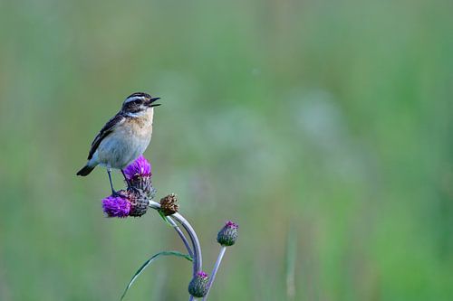 Whinchat female