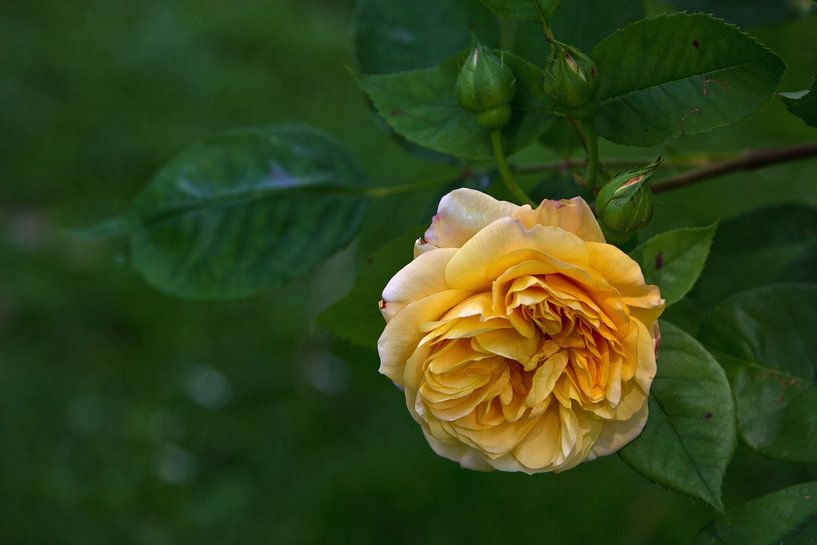 Rose jaune avec des bourgeons par Anja B. Schäfer