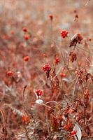 Plante à baies rouges dans la campagne néerlandaise | Photographie de nature