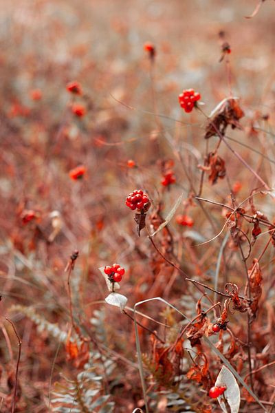 Red berry plant in the Dutch nature | Nature photography by AIM52 Shop