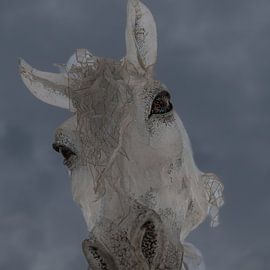 Wind horse 7 by Joes van Asten