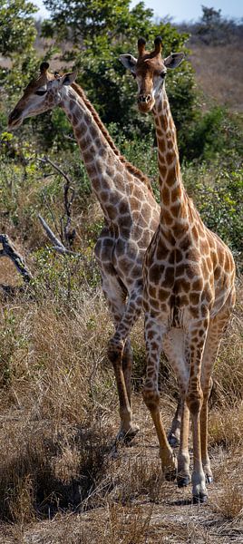 Élégantes et majestueuses : deux girafes dans la savane du parc Kruger en Afrique par Arthur van Iterson