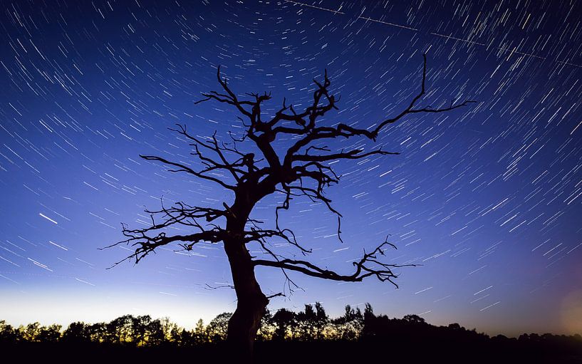 Ode à l'arbre par PvdH Fotografie
