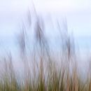 Wadden Photography - Strand #6 uit serie van 9 beelden van Wad of Wonders thumbnail