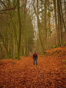 im Herbstwald von Horst Husheer