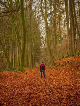 dans la forêt d'automne sur Horst Husheer