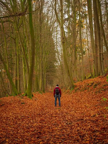 im Herbstwald