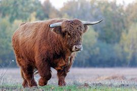 Scottish highlander by ton vogels