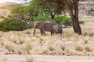 Éléphant d'Afrique avec son petit sur Tilo Grellmann