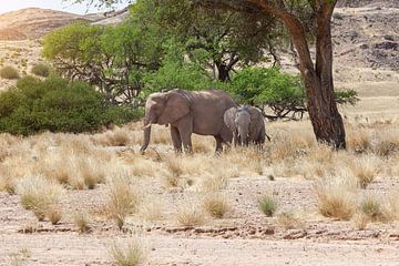Afrikaanse olifant met jong