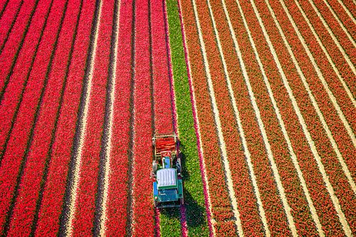 Tracteur en train de couper les tulipes dans un champ de tulipes au printemps, voir