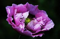 purple poppy van Yvonne Blokland thumbnail