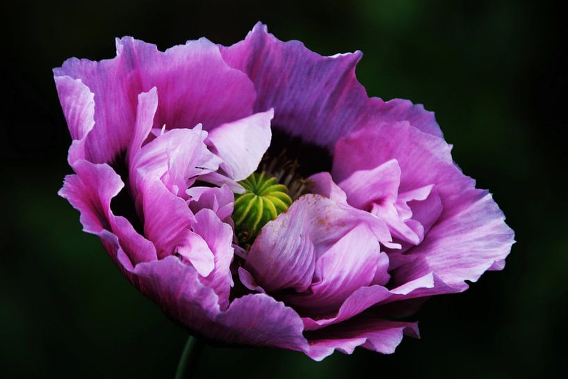purple poppy van Yvonne Blokland