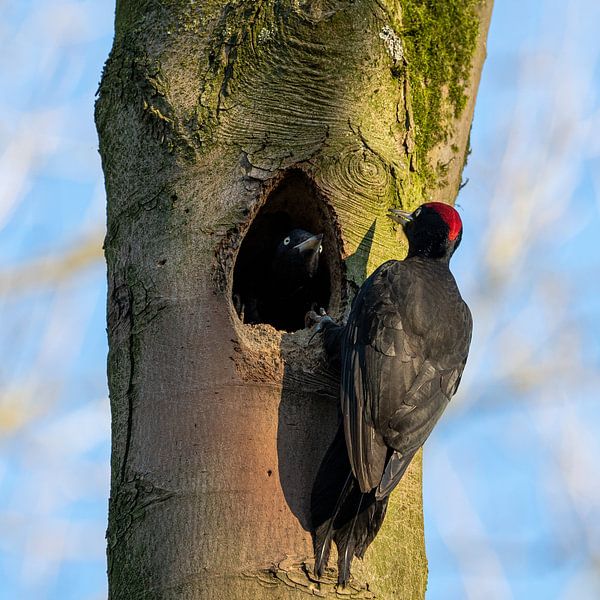 Couple black woodpecker in tree by Karin de Jonge