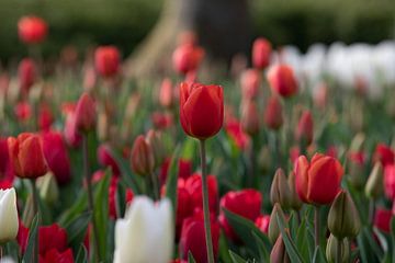 Rode tulpenveld van Monique Zielman