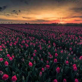 first sunlight at tulip field by peterheinspictures