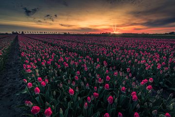 eerste zonlicht bij tulpenveld van peterheinspictures