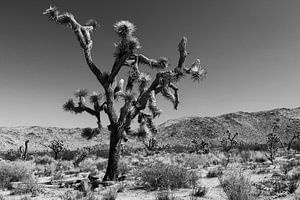 Joshua Tree National Park in Californië van Henk Meijer Photography