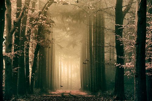 On the edge of another dimension