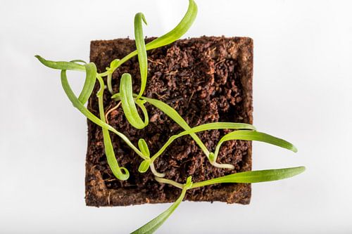 Close-up of a growing plant