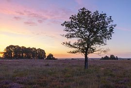 Sunrise Dwingelderveld (Netherlands) by Marcel Kerdijk