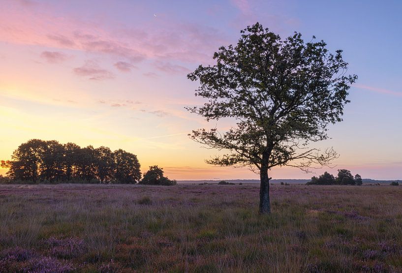 Sunrise Dwingelderveld (Netherlands) by Marcel Kerdijk