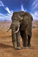 Big elephant walks through Etosha National Park in Namibia
