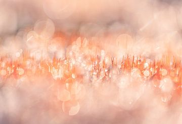Ruig Haarmos met zacht roze en oranje tinten van Cynthia Plug