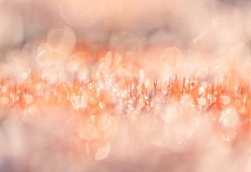 Robustes Haarmoos mit sanften Rosa- und Orangetönen von Cynthia Plug