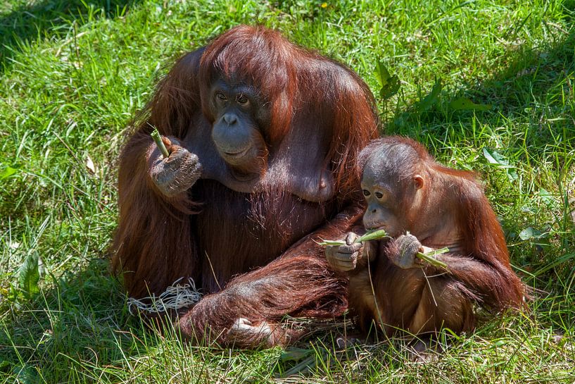 Orang-Utan-Junges im Gras mit seiner Mutter von Joost Adriaanse
