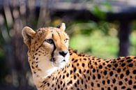 Majestätischer Gepard van Philipp Stelzel thumbnail