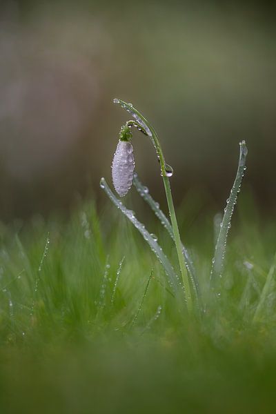 Snowdrop under the morning dew by John van de Gazelle fotografie