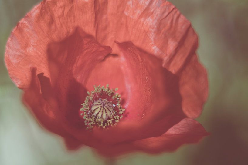 Poppy by Krista Jacobs
