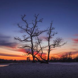 Boom Met Kleurrijke Lucht Loonse en Drunense Duinen van Zwoele Plaatjes