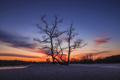 Boom Met Kleurrijke Lucht Loonse en Drunense Duinen