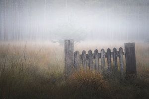 Photographie de la forêt "la petite clôture dans le champ".